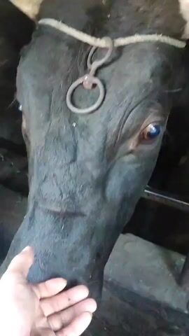 A close-up shot focuses on the face of a black buffalo. A human hand is positioned near the buffalo's nose, with fingers gently touching its snout. The buffalo's large brown eyes are visible, and a metal ring is attached to its forehead, indicating it is likely domesticated. The background appears to be a dimly lit, possibly indoor environment, with some fencing or structures visible. The overall impression is an interaction between a human and an animal in what seems to be a farm or stable setting.