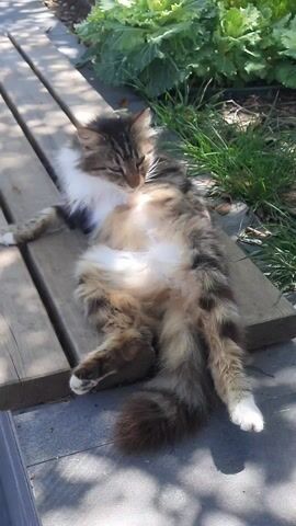 A fluffy, long-haired tabby cat is captured resting outdoors on a sunny day in Demre, Turkey. The cat, with prominent brown and black striped fur, a white chest and belly, and white paws, is lying on its back and side on a wooden bench or low platform. Its eyes are closed or squinting, indicating deep relaxation or a nap in the bright sunlight. In one frame, it briefly lifts a paw towards its head, suggesting a moment of grooming before settling back into its comfortable pose.

The setting features strong daylight, casting clear shadows, suggesting it's midday or afternoon. Lush green grass is visible to the right of the wooden structure, and larger leafy green plants grow in the background. The ground beneath the bench is a greyish paved surface, likely concrete or stone, pointing to a well-maintained outdoor public area. The cat appears completely at ease, enjoying a peaceful moment of sunbathing.