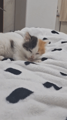 Calico kitten plays and naps in Panagyurishte bedroom