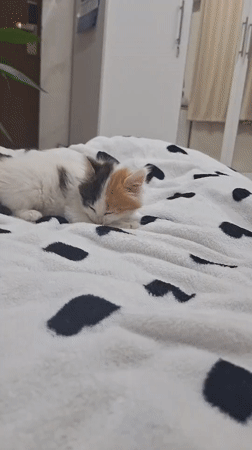 Calico kitten plays and naps in Panagyurishte bedroom