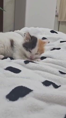 Calico kitten plays and naps in Panagyurishte bedroom