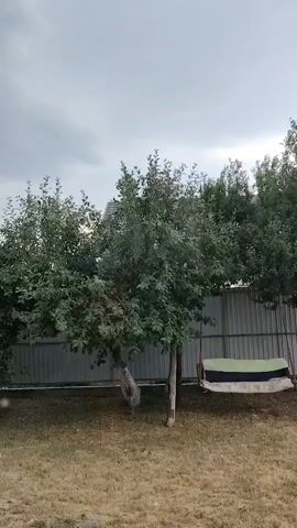 This media file depicts a tranquil backyard scene in Buhaivka, Ukraine, under an overcast sky, suggesting either early morning or late afternoon. The yard is characterized by dry, golden-brown grass and is bordered by a tall, corrugated metal fence.

Prominently featured are several trees with lush green foliage, some appearing to be fruit trees with noticeable trunks and branches. A rustic swing, made from what looks like a mattress with a green cover, is suspended between two of the trees, inviting relaxation. To the right of the swing, a wooden beam is propped against one of the trees, extending towards the fence. In the foreground, on the grass, there are some wooden planks and a green hose, indicating recent activity or preparation for yard work. Further to the right, a portion of a vehicle is visible behind the fence, suggesting proximity to a road or a neighboring property. The overall atmosphere is peaceful and serene, evoking a sense of quiet domesticity. There is no visible text in the media file.