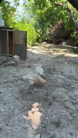 A flock of chickens forage on the ground in a yard. The chickens are a mix of light brown and white. One chicken is in the foreground and is pecking at the ground. Behind it, another chicken is walking away. To the left, another chicken is near an open-sided wooden structure. In the background, a darker chicken, possibly a rooster, is visible near a pile of branches. The yard is dirt with some sparse vegetation and is shaded by trees.