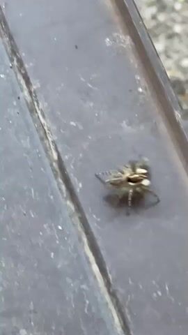 A spider is on a dark brown surface. The spider is small and has eight legs and a segmented body. The spider moves its legs and appears to be exploring the surface. The background is out of focus but appears to be a gravelly area.