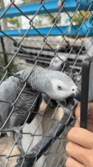 African Grey parrots up close in Baan Lamai, Thailand
