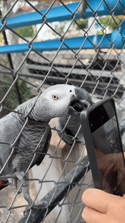 African Grey parrots up close in Baan Lamai, Thailand