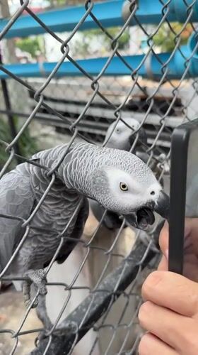 African Grey parrots up close in Baan Lamai, Thailand