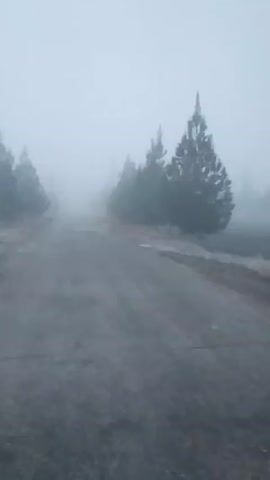 The video shows a narrow asphalt road cutting through a foggy forest.  Evergreen trees line both sides of the road, disappearing into the heavy fog.  The scene appears cold and muted in color.  No people or animals are visible. The camera is static, providing a consistent, forward-facing view of the road.