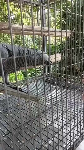 A medium shot shows an African Grey parrot inside a metal cage. The parrot is mostly gray with some black markings on its feathers. It is perched on a wooden dowel. Its head is turned to the right, and it appears to be looking at something outside the cage. The cage is made of metal bars and has a flat bottom. Behind the cage, there are green trees and foliage, suggesting an outdoor setting. The lighting appears to be natural daylight.