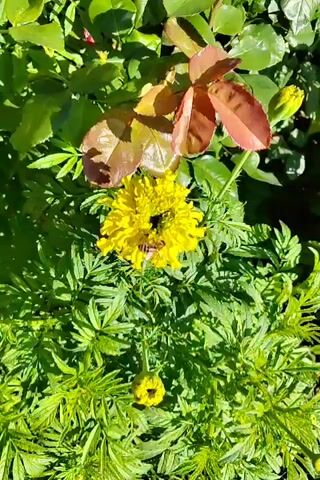 The video shows a close-up view of a yellow marigold flower in a garden setting. Several bees are visible on and around the flower, appearing to collect pollen or nectar. The flower is surrounded by lush green foliage, and other plants, including rose leaves, are also visible in the background. The lighting suggests it is a sunny day.