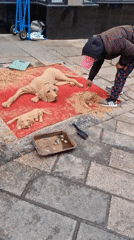 Street artist creates dog sand sculptures in Durham
