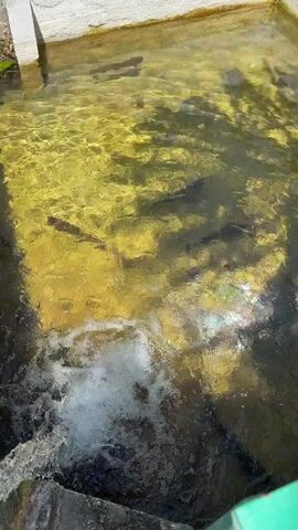 The video shows a concrete pool filled with clear, yellowish water. Several dark-colored fish are visible swimming in the pool. Water is flowing into the pool from an unseen source, creating white, foamy bubbles. The pool is surrounded by concrete structures, including walls and ledges. There are tree shadows visible in the water, indicating the presence of trees nearby. The lighting suggests it is daytime.