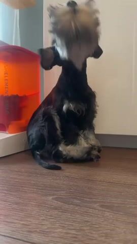 A small, black and gray Miniature Schnauzer puppy is sitting on a wooden floor next to an orange dog food dispenser. The puppy turns its head to look at the camera and then begins to groom itself. The background is a white wall with a light gray baseboard.