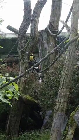 A great hornbill is perched on a tree branch in a forested area. The bird is black and white with a prominent yellow crest on its head. The tree has rough bark and is covered in moss. The background is filled with lush green foliage. The video shows the bird preening its feathers and looking around. The lighting is soft and natural, suggesting it is daytime.