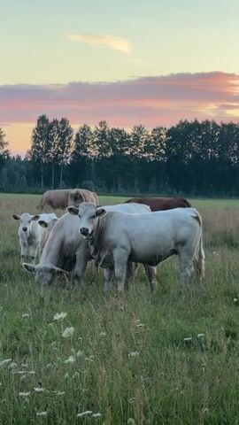 A herd of cattle is grazing in a field during sunset. The sky is painted with hues of pink and orange from the setting sun, with silhouetted trees forming a line across the horizon. The cattle, varying in shades of white and brown, are scattered throughout the tall, green grass, some with their heads down grazing, while others stand alert. The overall scene conveys a peaceful pastoral atmosphere.
