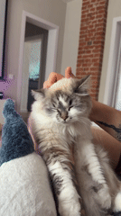 Man with cats observed in Rostov-on-Don morning routine