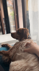 Dog enjoys morning playtime with owner in Sofia home