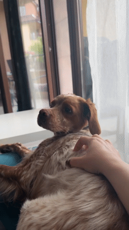 Dog enjoys morning playtime with owner in Sofia home