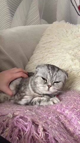 A gray tabby Scottish Fold cat is lying on a pink throw blanket on a couch with a white pillow behind it. A hand pets the cat from behind. The cat opens its eyes, yawns, and sticks its tongue out slightly.