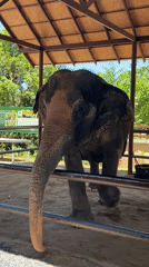 Up close with elephants at a sanctuary in Baan Thurian