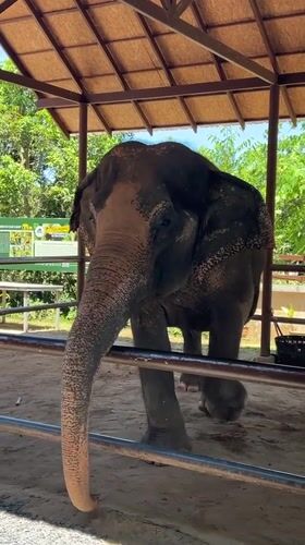 Up close with elephants at a sanctuary in Baan Thurian