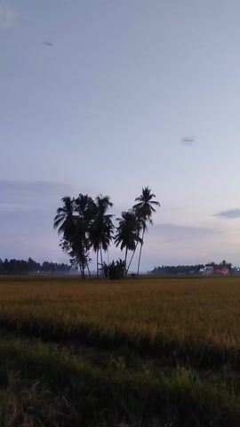 The video features a serene landscape captured during either dusk or dawn. The camera slowly pans horizontally from left to right, revealing a tranquil rural scene.

Initially, several palm trees are prominently silhouetted against a softly lit sky. The sky displays a gentle gradient, transitioning from pale blue at the top to a light orange hue near the horizon, indicative of the early morning or late evening light. A few wispy clouds are visible across the sky. To the right of the palm trees, a wide, flat field, resembling a rice paddy, extends into the distance, appearing golden-brown under the ambient light.

As the camera continues its deliberate pan, the palm trees gradually move out of the frame. This reveals more of the expansive field and a clearer view of the distant horizon, where a distinct silhouette of a tree line or a small village can be seen. The overall lighting conditions and the natural elements contribute to a peaceful and calm atmosphere. There are no people or specific activities visible in the video, emphasizing the natural beauty of the landscape. The scene is consistent with the provided location context of Tanjonghajimuda, Indonesia. No text is visible.