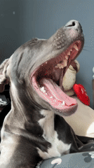 Blue-eyed pitbull photographed in close-up in Varna, Bulgaria