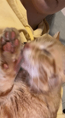 Woman holds grooming orange cat indoors in Podgorica