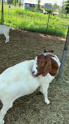 A brown and white goat stands in a pen. The goat's head is turned to its left, and its eyes are closed. The goat's tail is raised. The goat is standing in a pen with a dirt and hay floor. There is a fence in the background, and beyond the fence, there are trees and a building. Another white goat is visible in the background.