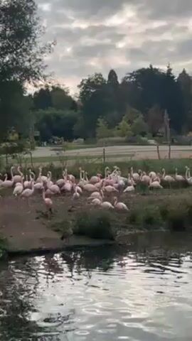 A flock of pink flamingos congregates by a body of water. The group is a mix of adults and juveniles, with some preening their feathers and others standing or walking along the edge of the water. The water is still and reflects the cloudy sky above. Trees and greenery form the backdrop, adding depth to the scene. A few other birds, perhaps ducks, are also present on the near bank. The overall lighting suggests either early morning or late afternoon.