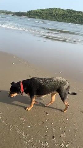 A black and tan dog with a red collar walks on a sandy beach. The dog is sniffing the sand. The ocean is in the background with waves. There is a green, tree-covered hill in the distance. The sky is clear and blue. The sun is casting shadows on the beach.