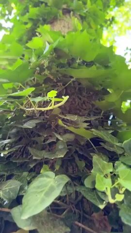 The video features an upward pan along a tree trunk heavily adorned with vibrant green ivy. The tree's textured bark is visible beneath and between the dense clusters of leaves. The camera moves slowly, revealing more of the trunk and the climbing ivy. Bright natural light filters through the foliage, indicating daytime. No people or artificial objects are visible in the frame.