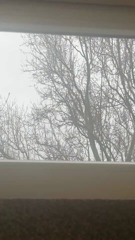 The video shows a view from inside a building, looking out through a window with blinds. The blinds are partially closed, framing the view. Outside, there are several bare trees with intricate branch patterns against a gray, overcast sky. The scene appears still and quiet.