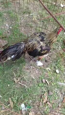 A rooster is standing in a grassy enclosure with a wire fence. The rooster has black and gold feathers and a red comb. There is a small dish of water on the ground near the rooster. The ground is covered with grass, leaves, and some pieces of white paper. The rooster is looking down at the ground.