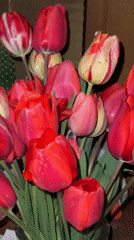 Colorful tulip bouquet filmed in close-up in Stara Zagora