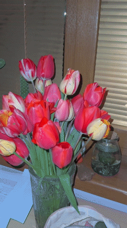Colorful tulip bouquet filmed in close-up in Stara Zagora