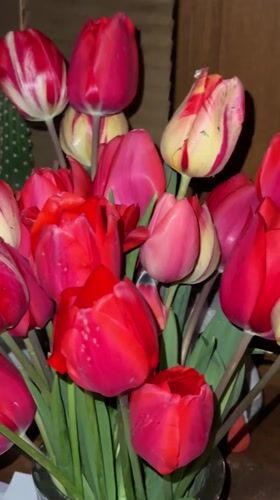 Colorful tulip bouquet filmed in close-up in Stara Zagora