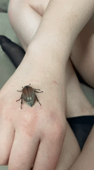 Everyday moments with pets and insects captured in Chaikovsky