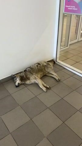 A dog is lying on its side on a tiled floor next to a wall and a glass door. The dog appears to be sleeping or resting. The glass door leads into a store with shelves of products visible inside. Another person, a male, is seen walking through the doorway and out of the store. The floor is tiled with a checkerboard pattern of grey and brown squares. The walls are painted white. The overall environment appears to be an indoor public space, possibly an entryway to a retail store.
