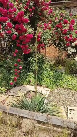 The video shows a slow pan of a garden with blooming pink roses. In the foreground, a spiky plant with a tall flower stalk grows in a raised planter. Behind it, a dense bush of pink roses climbs a trellis, with some roses trailing down. The background reveals a brick wall, a white structure with a patterned fence, and a dirt road. Power lines and a car are visible in the distance. The overall impression is of a well-maintained, colorful garden on a sunny day.