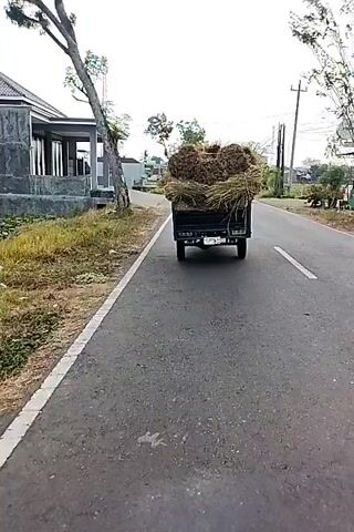 A black pickup truck loaded with hay is traveling down a paved road. A person on a motorcycle is following behind the truck. The truck is on the right side of the road, and the motorcycle is on the left side of the truck. The truck is carrying a large amount of hay, which is piled high in the bed of the truck. The hay is dry and appears to be in bales. The truck is moving at a moderate speed. The road is lined with trees and vegetation. The sky is overcast. There are some buildings in the background.