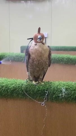A falcon, wearing a hood, is perched on a grassy ledge. A person's hand is visible on the left, holding a yellow spray bottle with a blue nozzle, and spraying water towards the falcon. The falcon is facing forward. The background consists of a light-colored wall with some electrical outlets and a white air conditioning unit. There are tiered grassy ledges behind the falcon. A chain is attached to the falcon's leg and secured to the ledge.