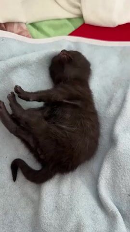 A black kitten is sleeping on a light blue towel. The kitten is lying on its back with its legs in the air. The kitten's eyes are closed and its mouth is slightly open. The kitten's tail is curled around its body. The background is blurred and appears to be a bed with a red and green blanket.