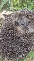 Hedgehog at rest in grass, alongside wild pink flowers