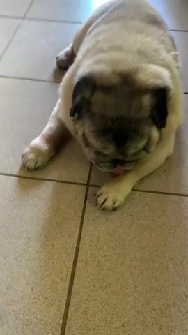 A close-up, high-angle shot shows a fawn-colored pug lying on a tiled floor. The pug's head is down, and it is licking its paw. The tiles are light brown and arranged in a grid pattern. The pug has a wrinkled face, dark eyes, and floppy ears. Its tongue is pink and extended. The lighting appears to be artificial, possibly from an overhead fixture, casting soft shadows. The overall impression is one of a relaxed and perhaps slightly bored pet. The scene is indoors, likely a home environment. No text is visible in the frame.