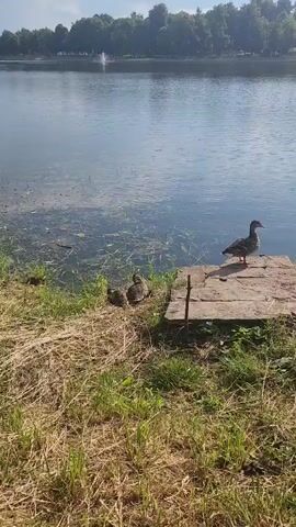 A tranquil daytime scene unfolds by a lake. Several ducks are gathered near the water's edge. One duck stands proudly on a wooden platform, while two smaller ducks, possibly ducklings, are nestled beside it on the grassy bank. The lake itself reflects the clear sky and is dotted with submerged vegetation. Across the water, a line of trees forms a picturesque backdrop, with a faint fountain visible in the distance. The overall atmosphere is serene and natural.