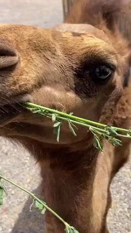 A close-up shot of a camel eating green foliage. The camel's head is in the foreground, with its mouth chewing on the vegetation. The camel's eye is visible, and its fur is a light brown color. In the background, a sandy environment can be seen, along with a wicker structure. The lighting suggests it is daytime.