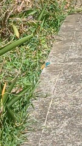 A close-up shot focuses on the edge where a concrete walkway meets grass. A small, green and brown lizard is visible near the intersection, moving slightly. The grass appears to be a mix of healthy green and some dead, brownish blades. The concrete walkway is textured and gray. The lizard is the primary subject of the video. A train horn is heard in the background.