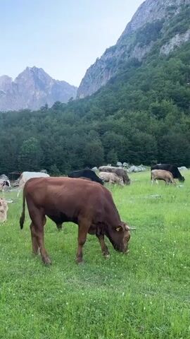 A herd of cows grazes in a lush green meadow. In the foreground, a brown bull is depicted from the side, its head lowered as it eats grass. The background features a dense forest that gives way to a majestic mountain range under a clear blue sky. Several other cows, varying in color and size, are scattered across the field, also engaged in grazing. The overall scene is one of pastoral tranquility in a mountainous landscape.