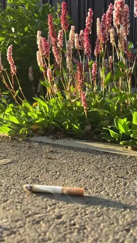 The video shows a close-up of a cigarette butt lying on asphalt, with a patch of green plants and pink flowers in the background. The sun is shining, casting long shadows and illuminating the scene with a warm, golden light, suggesting it is either early morning or late afternoon. The presence of the cigarette butt implies that someone has been in this location, likely a public space given the asphalt and presence of plants. The flowers appear to be in bloom, indicating it is likely spring or summer. The overall mood is somewhat somber due to the discarded cigarette, contrasting with the natural beauty of the flowers and the warm sunlight. The setting could be a park, a sidewalk, or the edge of a garden. There is no visible text in the frame.
